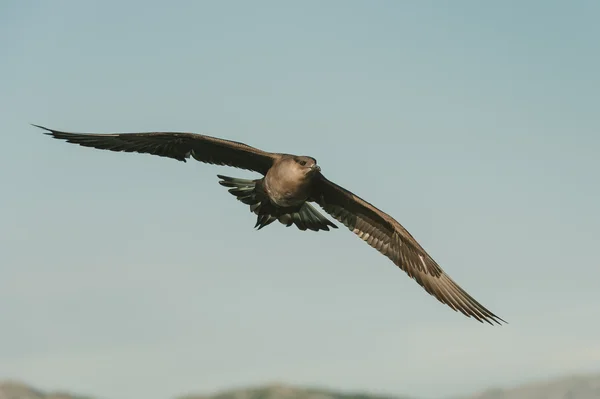 在飞行中的北极鸥 — 图库照片