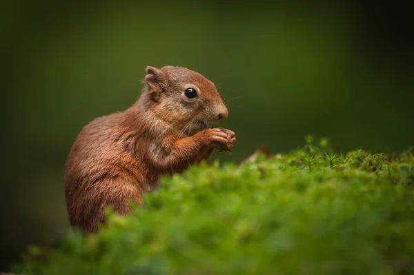 Baby-Rothörnchen — Stockfoto