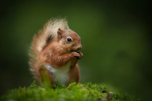 Scoiattolo rosso — Foto Stock