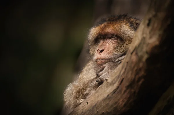 Male Barbary Macaque. — Stock Photo, Image