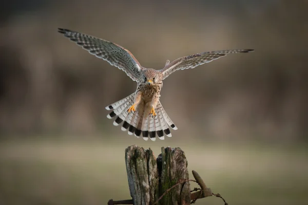 飛行中のチョウゲンボウ. — ストック写真