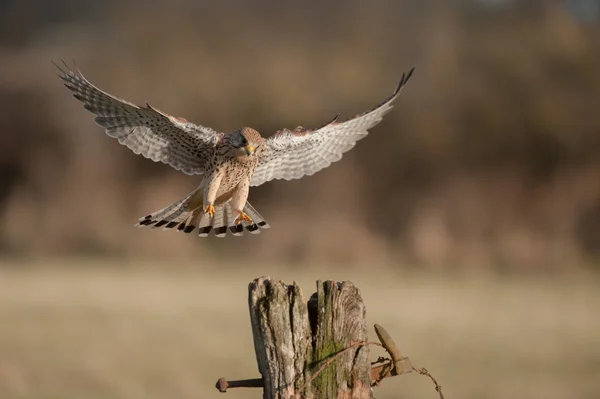 Kestrel em voo . — Fotografia de Stock