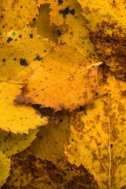 düşmüş huş ağacı yaprakları