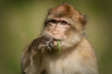 Barbary Macaque clipart