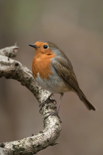 Robin. — Foto de Stock