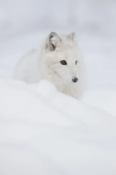 Lis arktyczny — Zdjęcie stockowe