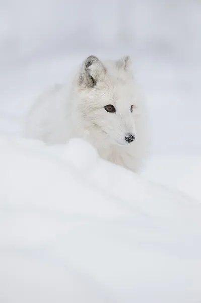 Raposa ártica — Fotografia de Stock