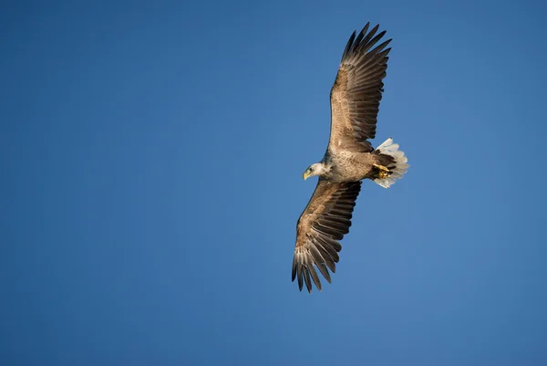 Adler im Flug — Stockfoto