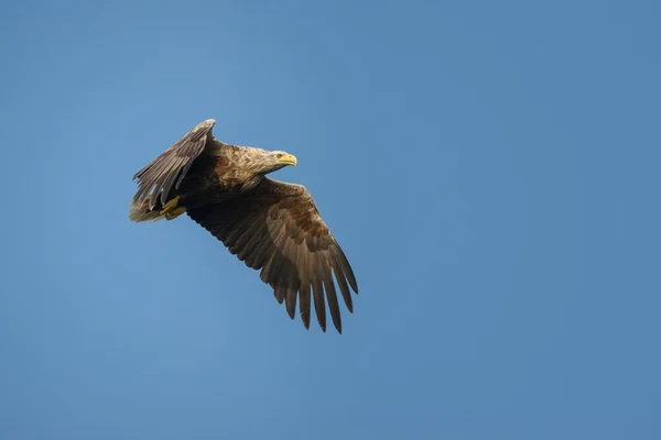 Aquila dalla coda bianca — Foto Stock