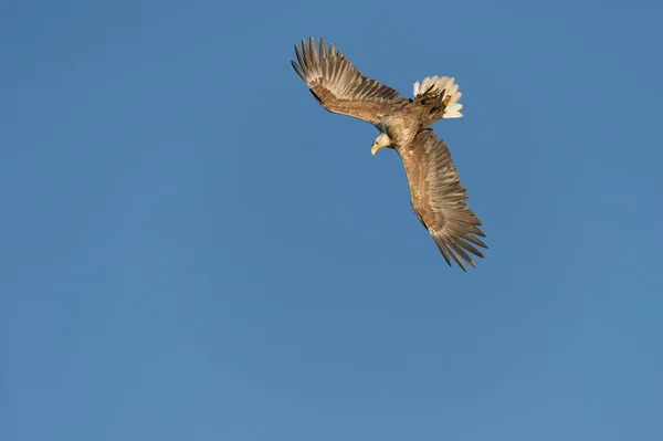 Kartal dalışı — Stok fotoğraf