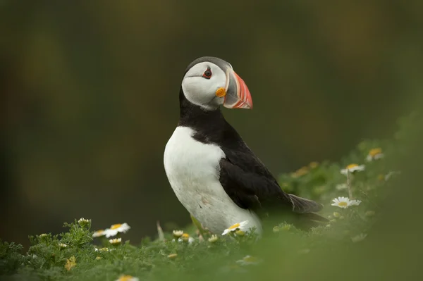 Ατλαντικού puffin — Φωτογραφία Αρχείου