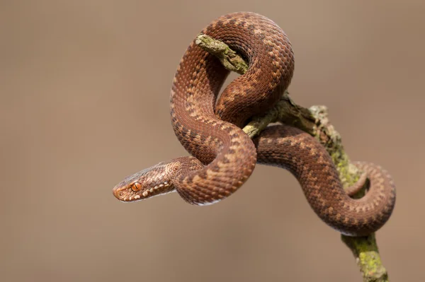 Europeiska adder juvenil — Stockfoto