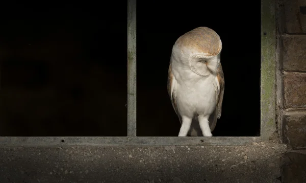 บาร์นกฮูก — ภาพถ่ายสต็อก