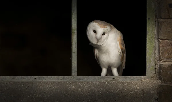 Barn Owl in Window — Stock Photo, Image