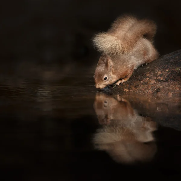 Kızıl sincap yansıma — Stok fotoğraf