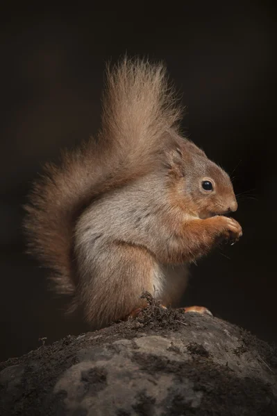 Rothörnchen — Stockfoto