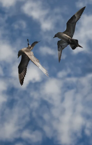 Skuas árcticos — Fotografia de Stock