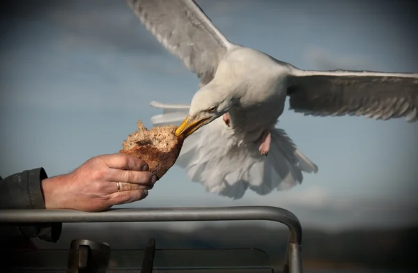 Herring Gull taking bread — Stock Photo, Image