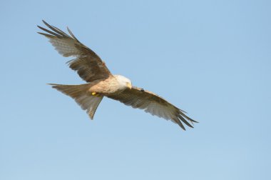 Kırmızı uçurtma - leucistic formu