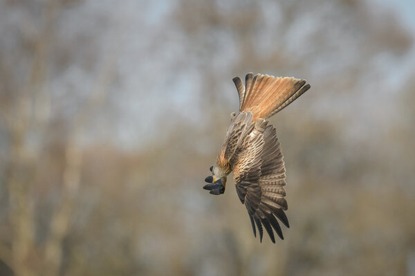 Diving Red Kite