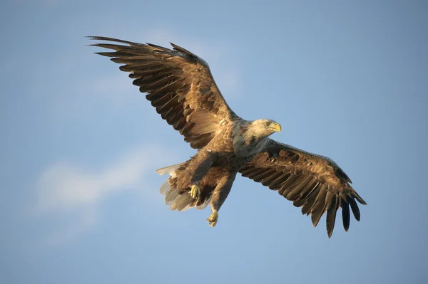 Águila de cola blanca — Foto de Stock