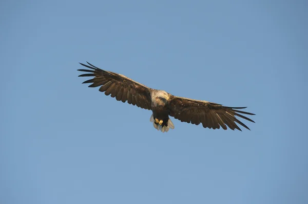 Águila cazadora — Foto de Stock