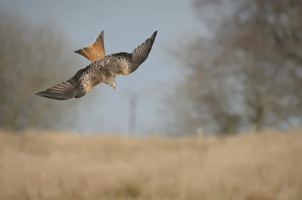 Seeadler — Stockfoto