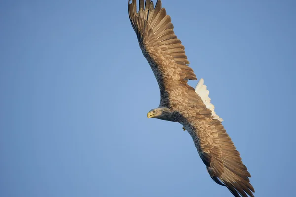 Schwebender Adler — Stockfoto