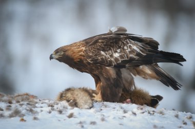 Altın Kartal maderşahi
