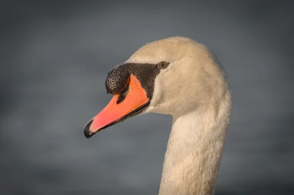 Höckerschwan — Stockfoto