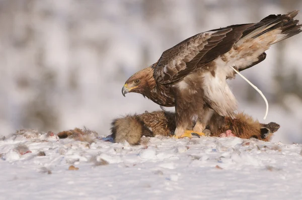 Golden eagle defekace — Stock fotografie