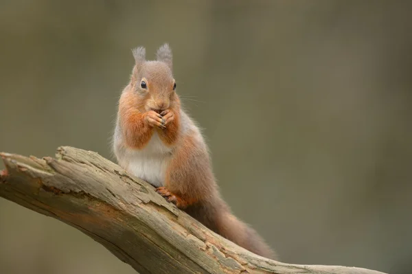 Ardilla roja — Foto de Stock