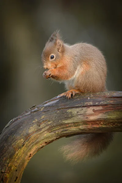 Red Squirrel — Stock Photo, Image