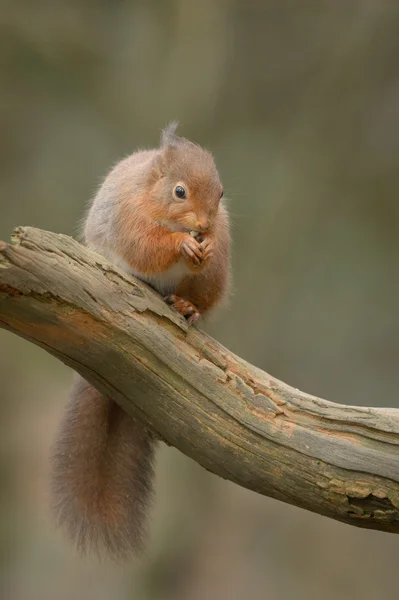 Rothörnchen — Stockfoto