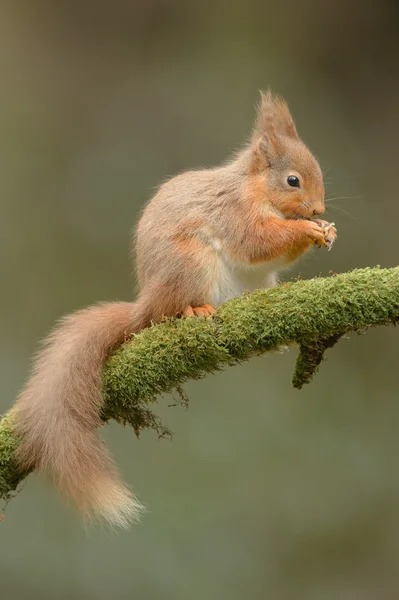 Rothörnchen — Stockfoto