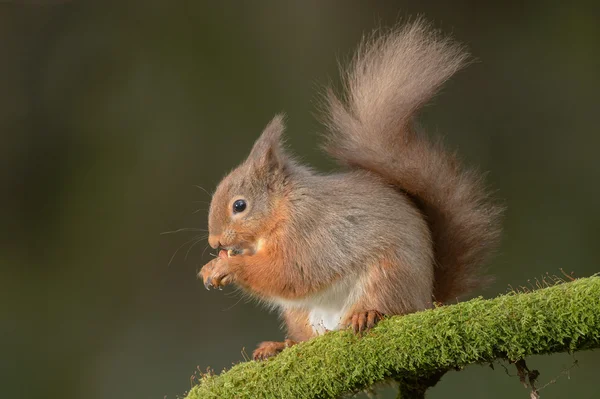 Rothörnchen — Stockfoto