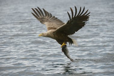 catch ile avcılık kartal.