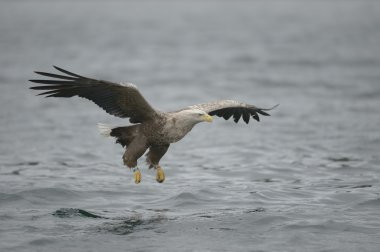 avcılık deniz kartalı