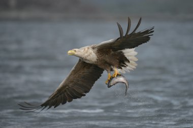 kartal avı