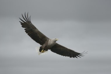 Uçuş kartal