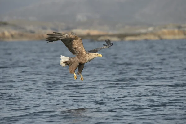 Águila de cola blanca — Foto de Stock