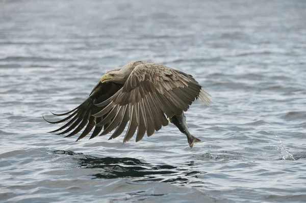 Catch ile avcılık kartal. — Stok fotoğraf