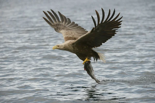 Catch ile avcılık kartal. — Stok fotoğraf