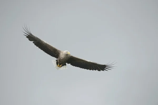 Águila de cola blanca — Foto de Stock