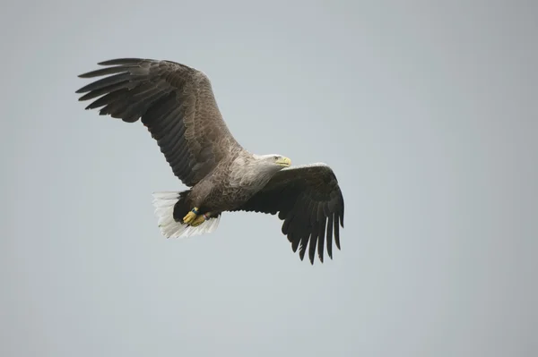 Águila en vuelo . — Foto de Stock