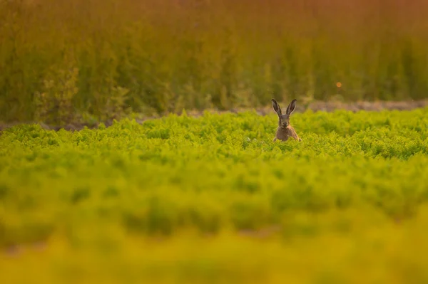 Brown Hare — Stock Photo, Image