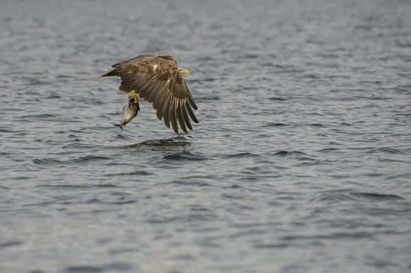 Chasse à l'aigle — Photo