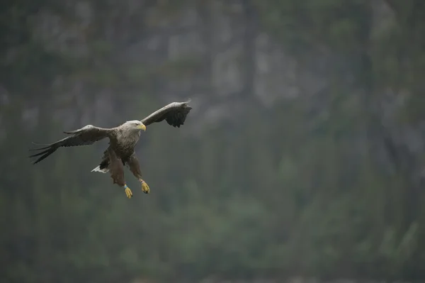 Aquila di mare cacciatrice — Foto Stock