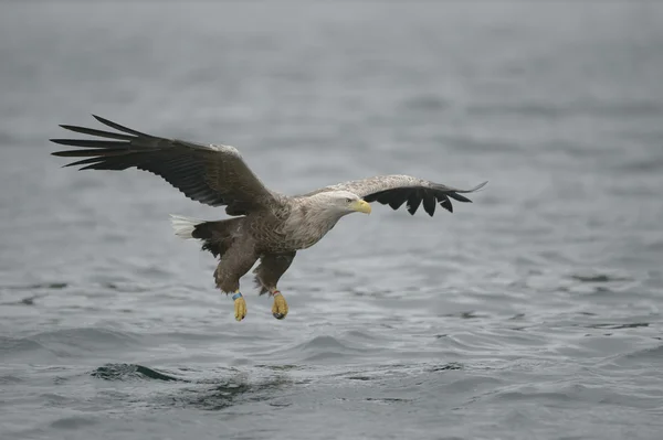 Avcılık deniz kartalı — Stok fotoğraf