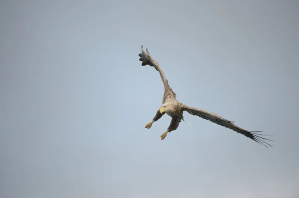 Örn under flygning. — Stockfoto